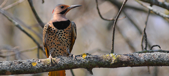 Northern Flicker Male