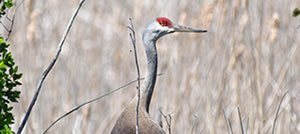 Crane